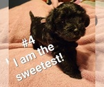 Small Photo #1 Schnoodle (Miniature) Puppy For Sale in MILTON, FL, USA