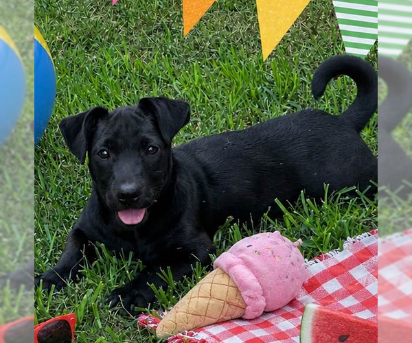 Medium Photo #3 Dachshund Puppy For Sale in Yardley, PA, USA