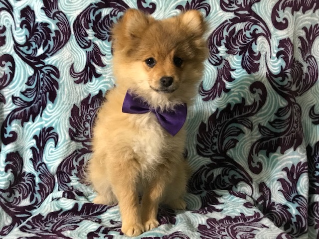Medium Photo #8 Pom-Shi Puppy For Sale in HONEY BROOK, PA, USA
