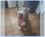 Small American Pit Bull Terrier