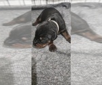Puppy White collar Doberman Pinscher