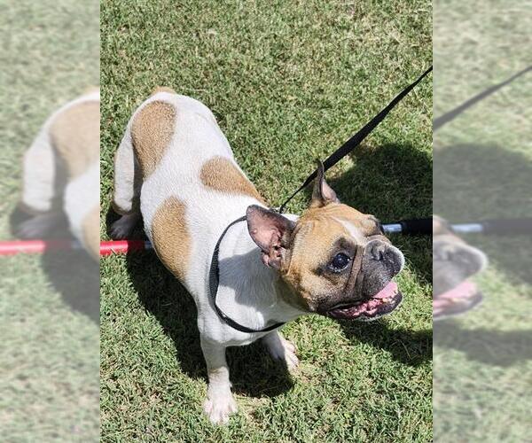 Medium Photo #1 French Bulldog-Unknown Mix Puppy For Sale in San Antonio, TX, USA
