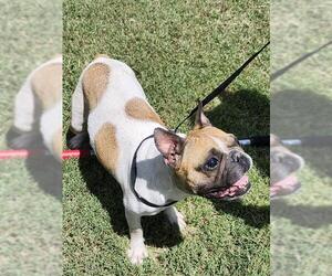 French Bulldog-Unknown Mix Dogs for adoption in San Antonio, TX, USA