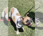 Small French Bulldog Mix