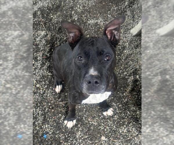 Medium Photo #2 Staffordshire Bull Terrier Puppy For Sale in Woodland, CA, USA