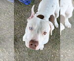 Small #1 American Pit Bull Terrier