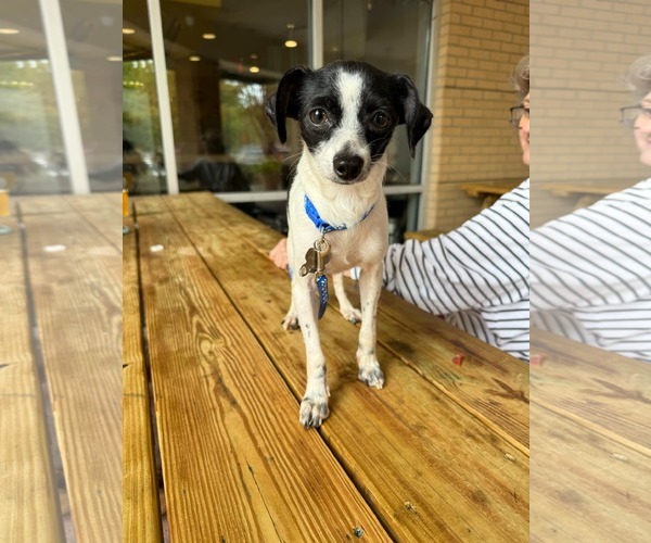 Medium Photo #7 Chihuahua-Unknown Mix Puppy For Sale in Holly Springs, NC, USA