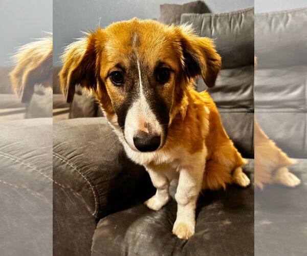 Medium Photo #1 Anatolian Shepherd-Unknown Mix Puppy For Sale in The Woodlands, TX, USA