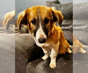 Anatolian Shepherd-Unknown Mix Dogs for adoption in The Woodlands, TX, USA