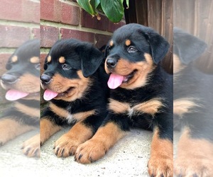 Rottweiler Puppy for sale in CHAPEL HILL, NC, USA