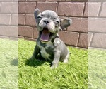 Small Photo #107 French Bulldog Puppy For Sale in CHICAGO, IL, USA
