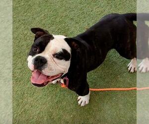 Bulldog-Unknown Mix Dogs for adoption in Las Vegas, NV, USA