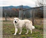 Small Great Pyrenees