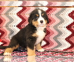 Small Photo #1 Bernese Mountain Dog Puppy For Sale in SHILOH, OH, USA