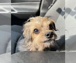 Small #3 Mutt