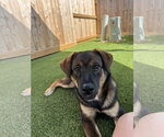 Small #1 Labrador Retriever Mix