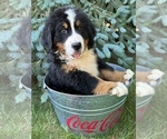 Small Bernese Mountain Dog