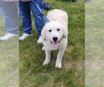 Small #1 Great Pyrenees