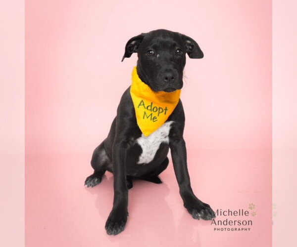 Medium Photo #1 Borador Puppy For Sale in Corona, CA, USA
