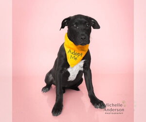 Borador Dogs for adoption in Corona, CA, USA