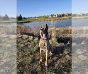 Arthur - Located in OK - Male German Shepherd Dog-Unknown Mix Dog for Adoption - Photo #13