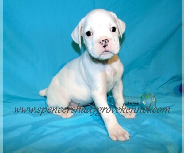 Medium Photo #6 Boxer Puppy For Sale in CABOOL, MO, USA