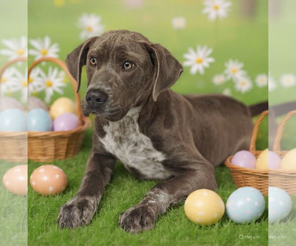 Medium Photo #7 Pointer-Unknown Mix Puppy For Sale in Talladega, AL, USA