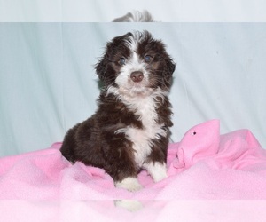 Aussiedoodle Puppy for sale in PATERSON, NJ, USA