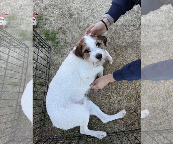 Medium Photo #4 Jack Russell Terrier Puppy For Sale in Sanford, FL, USA