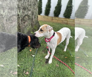 Apache - Little Trooper - Male Pointer-Staffordshire Bull Terrier Mix Dog for Adoption - Photo #8