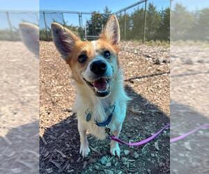 EQUINOX - Male Cardigan Welsh Corgi Dog for Adoption