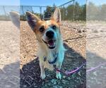EQUINOX - Male Cardigan Welsh Corgi Dog for Adoption - Small photo