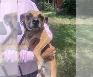 Chihuahua-Unknown Mix Dogs for adoption in San Antonio, TX, USA