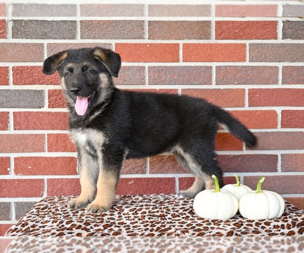 Medium Photo #3 German Shepherd Dog Puppy For Sale in MILLERSBURG, OH, USA