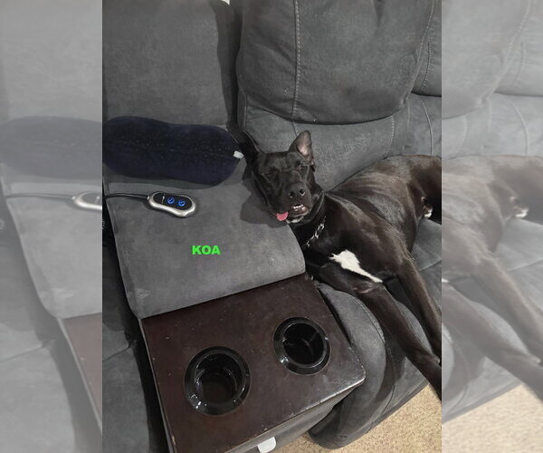 Medium Photo #2 Labrador Retriever-Unknown Mix Puppy For Sale in Woodland Hills, CA, USA