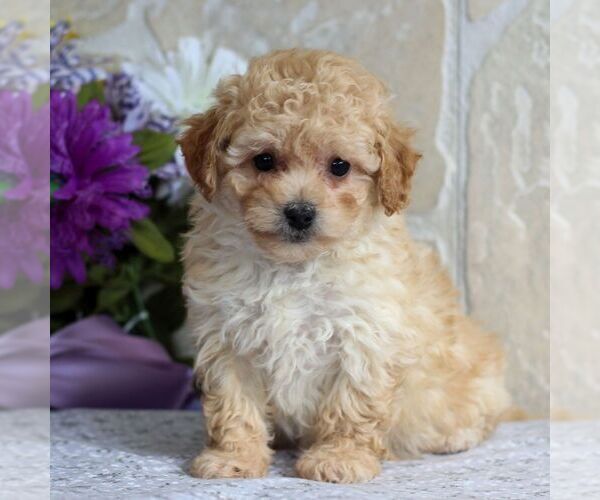 Medium Photo #1 Bichpoo Puppy For Sale in GORDONVILLE, PA, USA