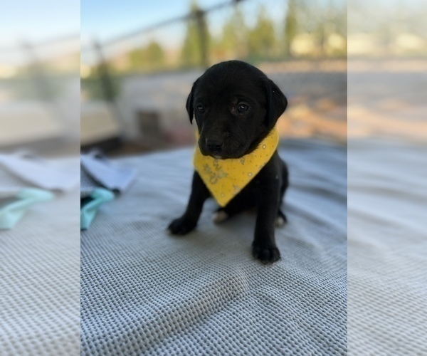 Medium Photo #1 Border Collie-Golden Retriever Mix Puppy For Sale in COLORADO SPRINGS, CO, USA