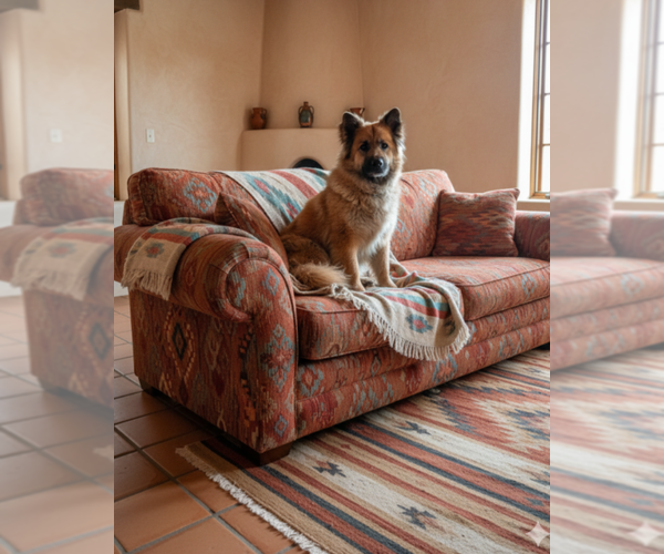 Medium Photo #2 Mutt Puppy For Sale in Pena Blanca, NM, USA