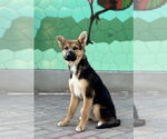 Small #4 Australian Shepherd-German Shepherd Dog Mix