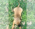 Small Photo #10 Bullmastiff Puppy For Sale in BELLVILLE, TX, USA