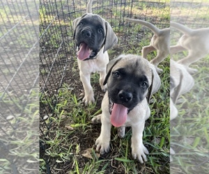 Mastiff Litter for sale in KYLE, TX, USA
