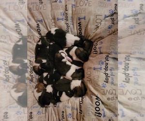 Akita Puppy for Sale in COLORADO SPRINGS, Colorado USA