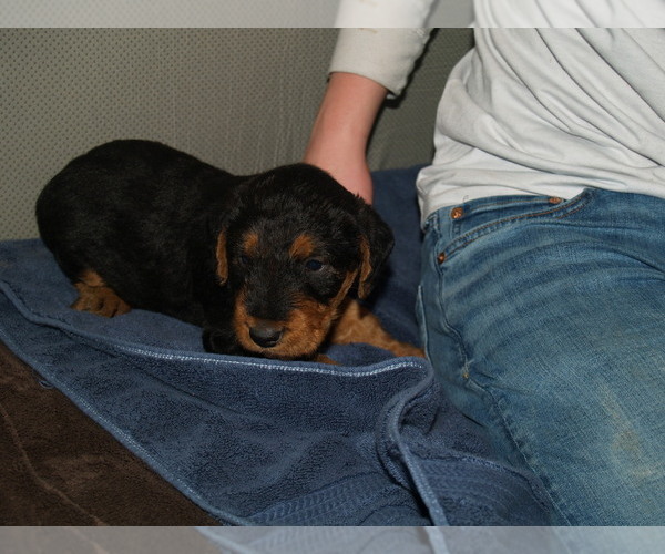Medium Photo #23 Airedale Terrier Puppy For Sale in CHARLESTOWN, IN, USA