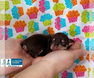 Schnauzer (Miniature) Puppy for sale in WINNSBORO, LA, USA