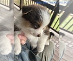 Small Photo #20 Australian Shepherd Puppy For Sale in MILLBORO, VA, USA