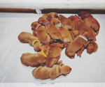 Small Photo #3 Vizsla Puppy For Sale in AGUA DULCE, CA, USA