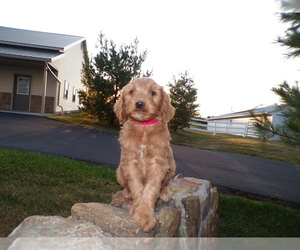 Goldendoodle Litter for sale in SUGARCREEK, OH, USA