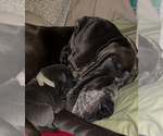 Small Photo #22 Great Dane Puppy For Sale in SAND SPRINGS, OK, USA