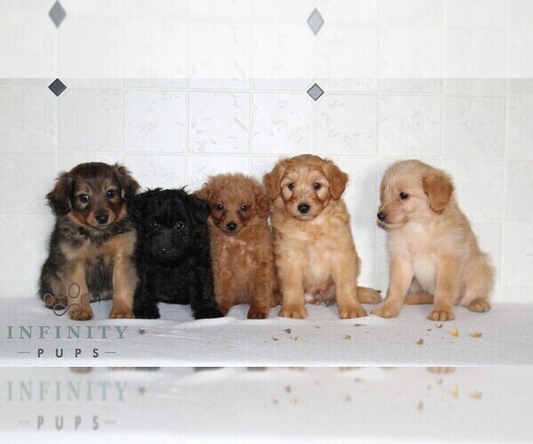 Medium Photo #2 Jack-A-Poo Puppy For Sale in KIRKWOOD, PA, USA