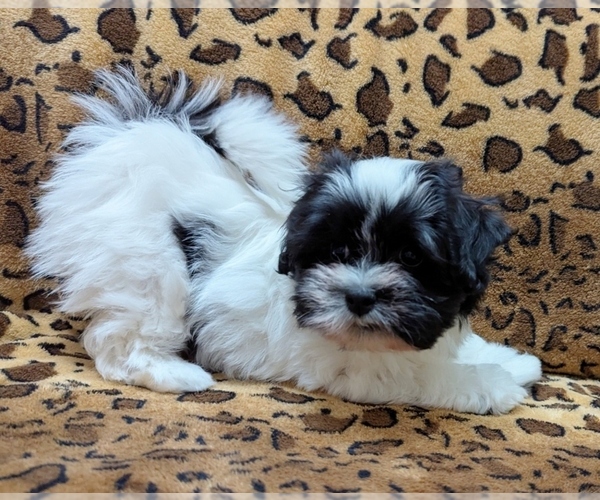 Medium Photo #1 Havanese Puppy For Sale in POST FALLS, ID, USA